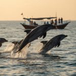 بهترین زمان سفر به هنگام | راهنمای کامل دسترسی و نکات 17 راهنمای کامل سفر سه روزه به هنگام و قشم